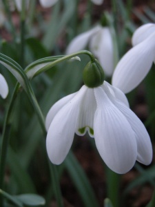 Galanthus Mrs Thompson'